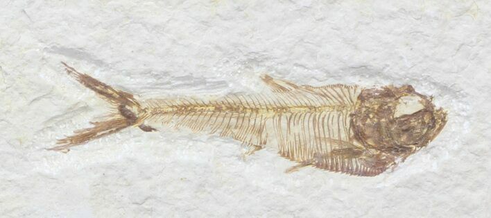 Diplomystus Fossil Fish - Wyoming #44209